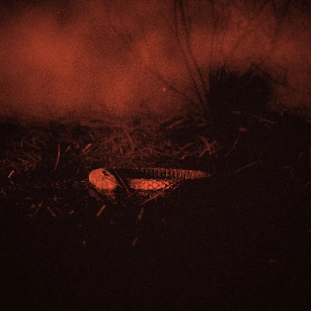 Pâenil Era a lansat single-ul "The Braids"